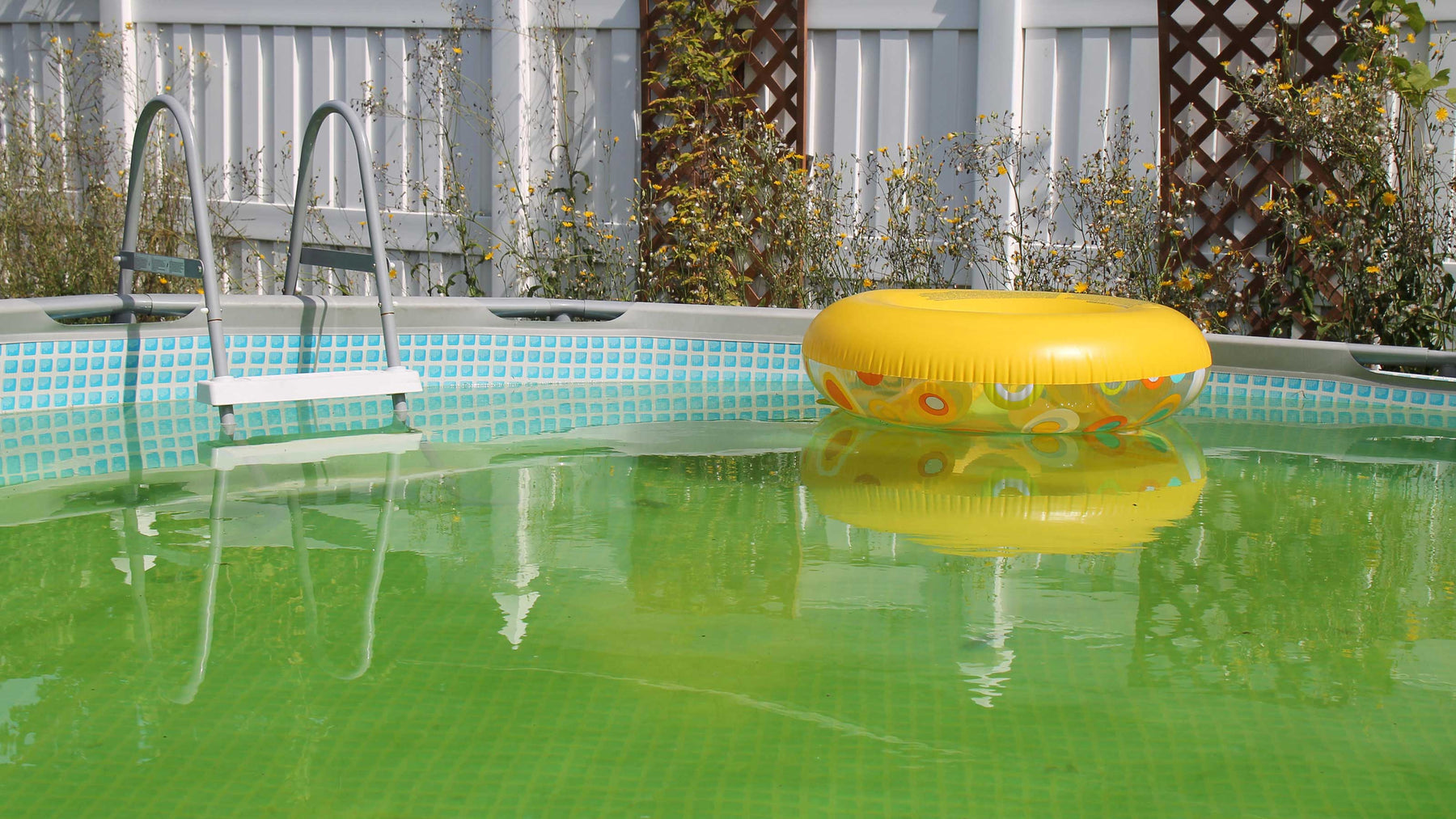 Algae In Your Swimming Pool - Great Backyard Place